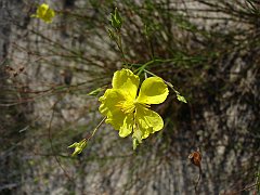 helianthemum scoparium